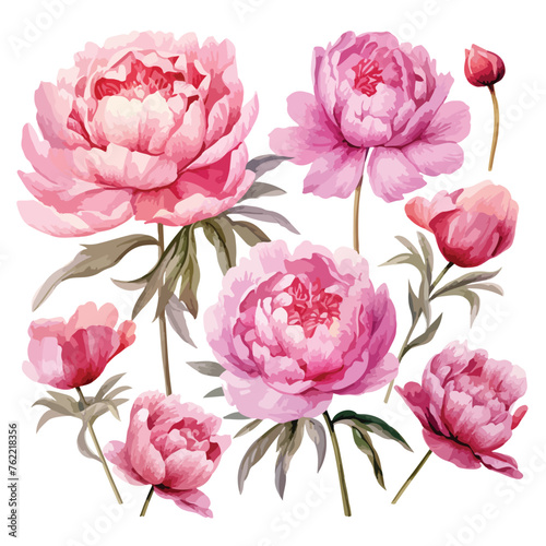 Pink Peony Bouquets Watercolor clipart isolated on white