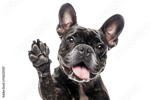 Funny dog with raised high paw showing high five gesture isolated on transparent background. Pet greeting his owner © Lazy_Bear