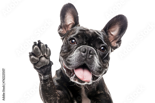 Obraz na płótnie Funny dog with raised high paw showing high five gesture isolated on transparent background. Pet greeting his owner w salonie