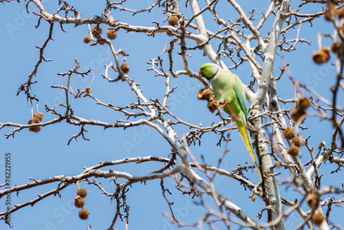 木の実を食べる美しいワカケホンセイインコ（インコ科）。

日本国東京都文京区、小石川植物園にて。
2024年3月16日撮影。

A beautiful Indian Rose-necked Parakeet (Psittacula krameri manillensis, family comprising parrots) that eats nuts.

At Koishikawa botan photo