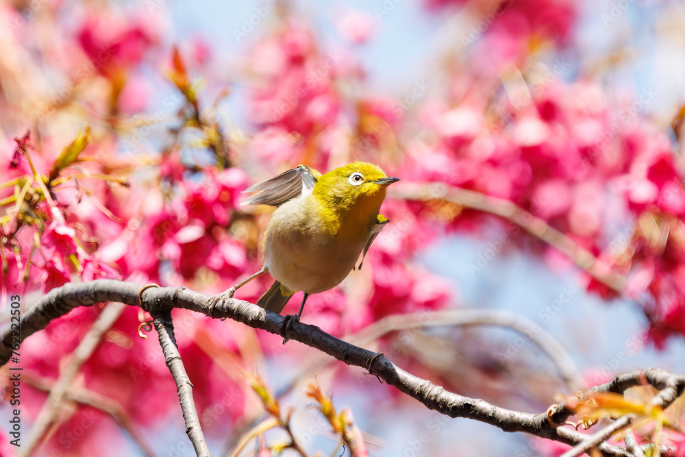 美しいカンヒザクラの間を飛び回って花の蜜を吸う可愛いメジロ(メジロ科)。
日本国東京都文京区、小石川植物園にて。
2024年3月16日撮影。
Lovely Japanese White Eye (Zosterops Japonica, family comprising white eyes) flitting among the beautiful kanhizakura (Cerasus 美しいカンヒザクラの間を飛び回って花の蜜を吸う可愛いメジロ(メジロ科)。
日本国東京都文京区、小石川植物園にて。
2024年3月16日撮影。
Lovely Japanese White Eye (Zosterops Japonica, family comprising white eyes) flitting among the beautiful kanhizakura (Cerasus