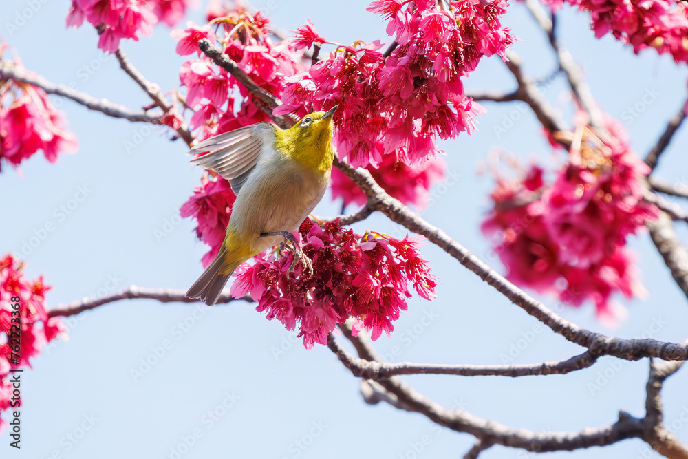 美しいカンヒザクラの間を飛び回って花の蜜を吸う可愛いメジロ(メジロ科)。
日本国東京都文京区、小石川植物園にて。
2024年3月16日撮影。
Lovely Japanese White Eye (Zosterops Japonica, family comprising white eyes) flitting among the beautiful kanhizakura (Cerasus 美しいカンヒザクラの間を飛び回って花の蜜を吸う可愛いメジロ(メジロ科)。
日本国東京都文京区、小石川植物園にて。
2024年3月16日撮影。
Lovely Japanese White Eye (Zosterops Japonica, family comprising white eyes) flitting among the beautiful kanhizakura (Cerasus