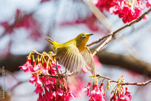 美しいカンヒザクラの間を飛び回って花の蜜を吸う可愛いメジロ（メジロ科）。

日本国東京都文京区、小石川植物園にて。
2024年3月16日撮影。

Lovely Japanese White Eye (Zosterops Japonica, family comprising white eyes) flitting among the beautiful kanhizakura (Cerasus  photo