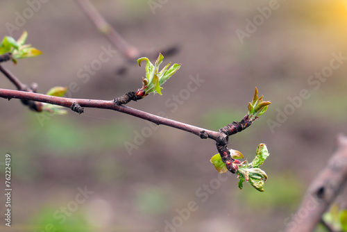 The first spring blooming leaves on the twigs of trees in the sunlight