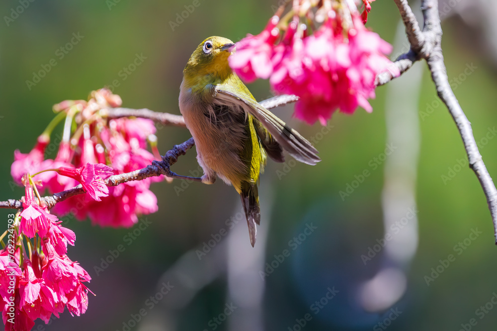 美しいカンヒザクラの間を飛び回って花の蜜を吸う可愛いメジロ(メジロ科)。
日本国東京都文京区、小石川植物園にて。
2024年3月16日撮影。
Lovely Japanese White Eye (Zosterops Japonica, family comprising white eyes) flitting among the beautiful kanhizakura (Cerasus 美しいカンヒザクラの間を飛び回って花の蜜を吸う可愛いメジロ(メジロ科)。
日本国東京都文京区、小石川植物園にて。
2024年3月16日撮影。
Lovely Japanese White Eye (Zosterops Japonica, family comprising white eyes) flitting among the beautiful kanhizakura (Cerasus