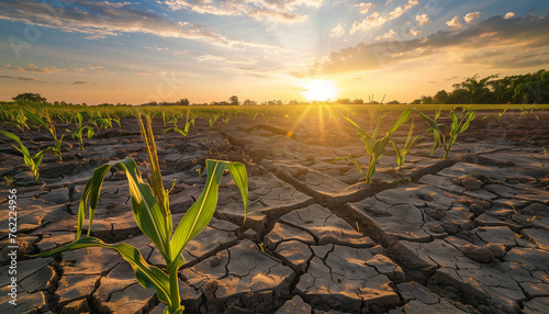 crops in drought © The Stock Photo Girl