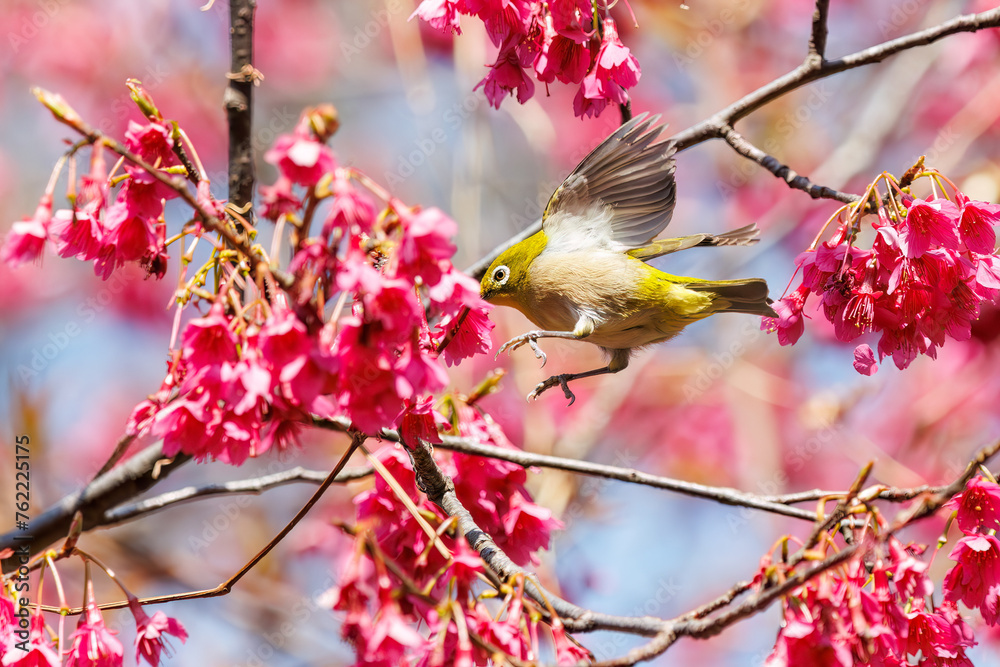 美しいカンヒザクラの間を飛び回って花の蜜を吸う可愛いメジロ(メジロ科)。
日本国東京都文京区、小石川植物園にて。
2024年3月16日撮影。
Lovely Japanese White Eye (Zosterops Japonica, family comprising white eyes) flitting among the beautiful kanhizakura (Cerasus 美しいカンヒザクラの間を飛び回って花の蜜を吸う可愛いメジロ(メジロ科)。
日本国東京都文京区、小石川植物園にて。
2024年3月16日撮影。
Lovely Japanese White Eye (Zosterops Japonica, family comprising white eyes) flitting among the beautiful kanhizakura (Cerasus