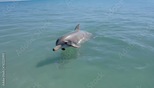 A Dolphin Swimming In The Shallows Near The Beach