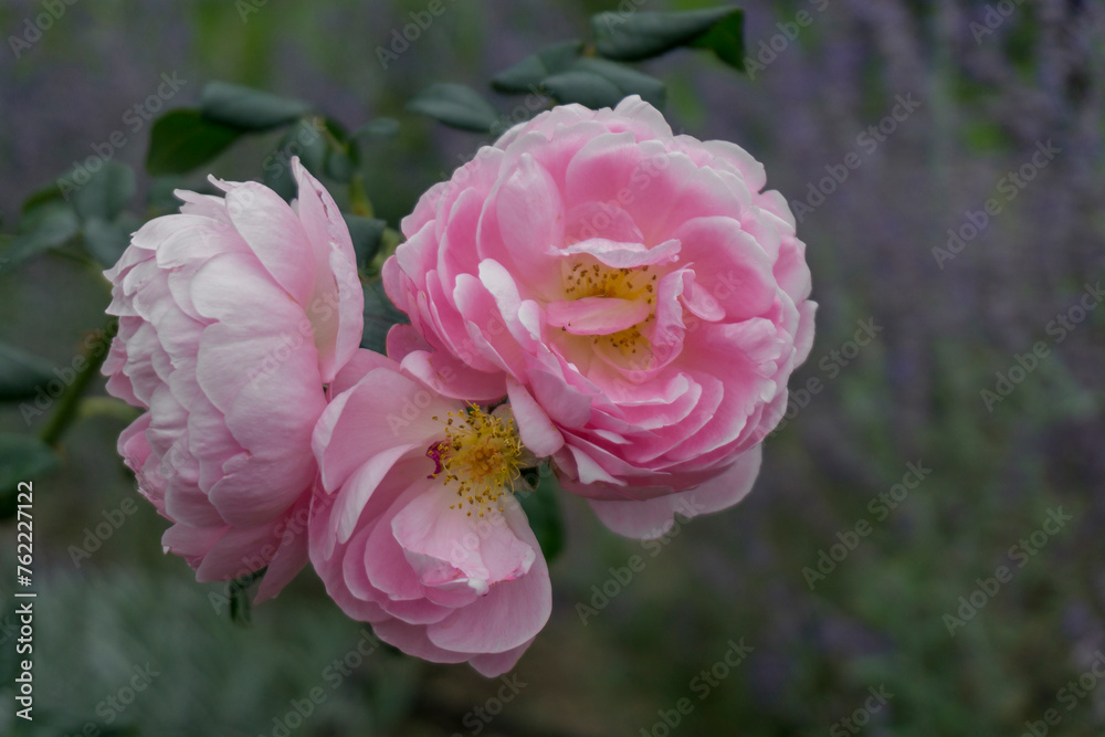 Close-up of three beautiful pink roses blooming in the garden. Branch with leafs is visible. Dark blurred background.