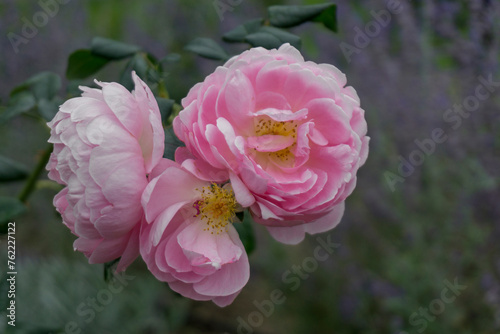 Close-up of three beautiful pink roses blooming in the garden. Branch with leafs is visible. Dark blurred background.