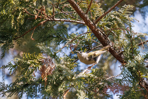 松の木で餌を探す、日本最小の鳥、可愛いキクイタダキ（ウグイス科）。

日本国東京都文京区、小石川植物園にて。
2024年3月16日撮影。

Japan's smallest bird, the lovely Goldcrest (Cercopithecus cephus) in Searching for food in a pine tree.

At Koishikawa botanical  photo