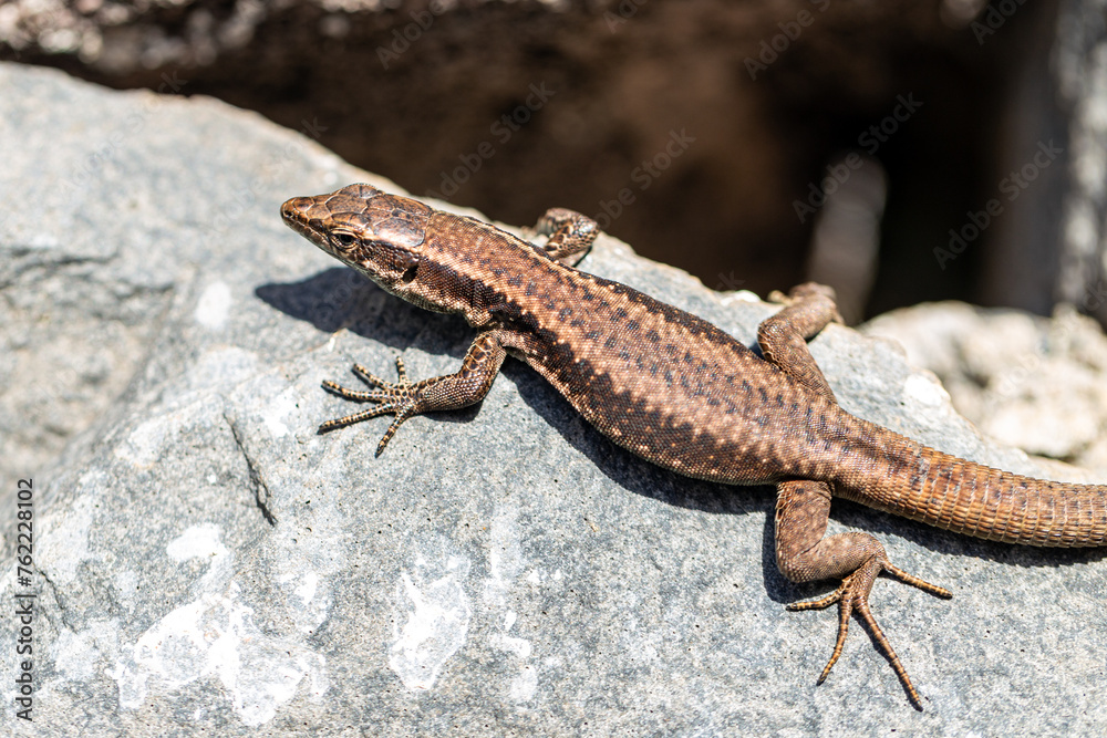 A lizard on a stone A lizard on a stone