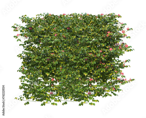 Plant bush hanging with pink flower isolated on transparent background..