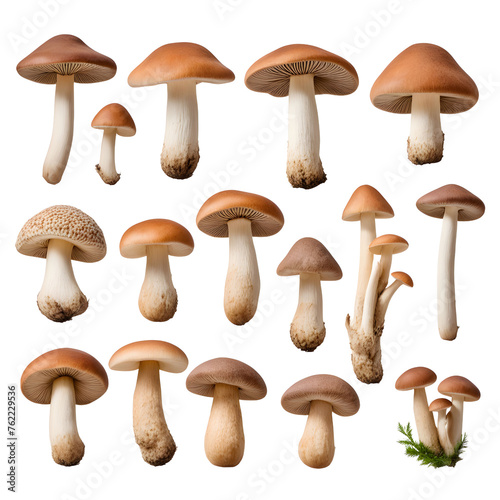 set mushrooms of various types isolated on cut out background with cliping part