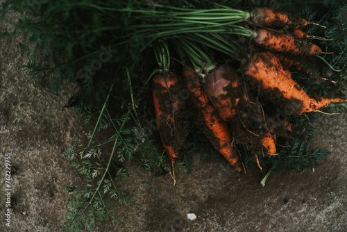 Harvested carrots with soil