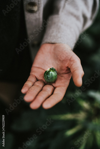Person harvesting brussels sprouts on field