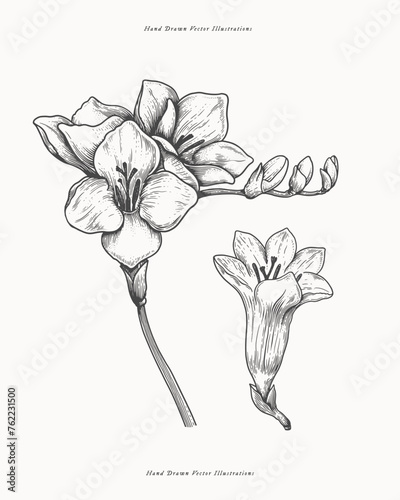 Freesia. Summer garden flower, vector illustration. Botanical illustration for floral design in perfumery and cosmetology.