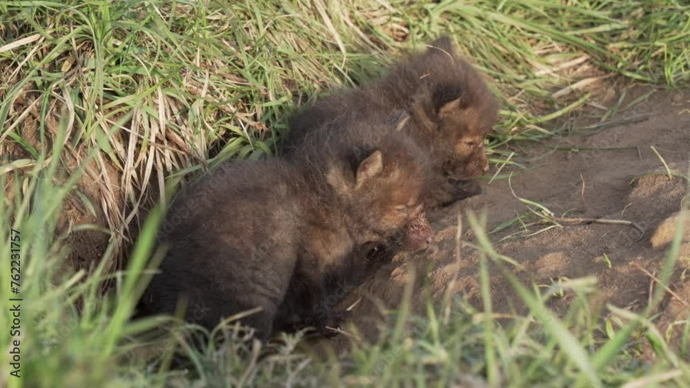 Pair of Juvenile Fox Kids Nestled in Grassy Habitat in Jura Highlands, Poland Pair of Juvenile Fox Kids Nestled in Grassy Habitat in Jura Highlands, Poland