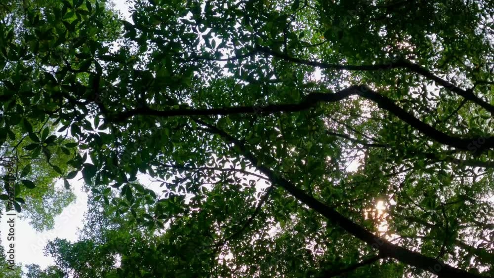 Strolling along the river with a view upwards, being able to observe the dense forest and its branches at Malanza mangrove river,Sao Tome,Africa Strolling along the river with a view upwards, being able to observe the dense forest and its branches at Malanza mangrove river,Sao Tome,Africa