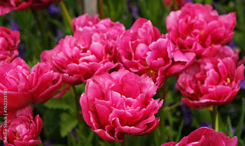 Spring Flowers Banner. Pink flowering tulips in field. Pink petals and green leaves of blooming flowers. Greeting card banner, mother's day card, women's day, birthday, easter. Botanical selection Spring Flowers Banner. Pink flowering tulips in field. Pink petals and green leaves of blooming flowers. Greeting card banner, mother's day card, women's day, birthday, easter. Botanical selection