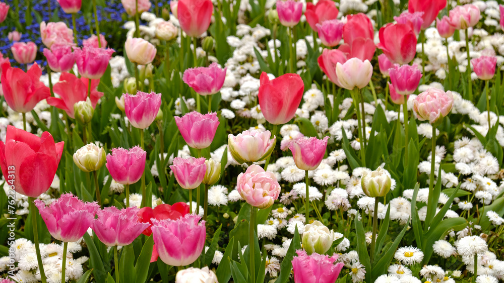 Spring Flowers Banner. Pink flowering tulips in field. Pink petals and green leaves of blooming flowers. Greeting card banner, mother's day card, women's day, birthday, easter. Botanical selection Spring Flowers Banner. Pink flowering tulips in field. Pink petals and green leaves of blooming flowers. Greeting card banner, mother's day card, women's day, birthday, easter. Botanical selection