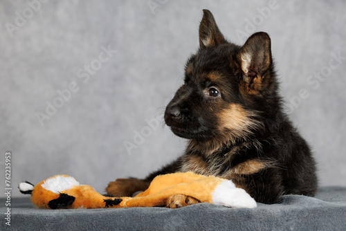 german shepherd puppy lying down with a soft dog toy on grey studio background