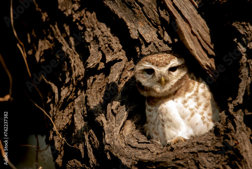 Spotted owlet