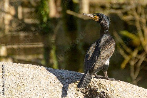 A black bird with a yellow beak stands on a rock