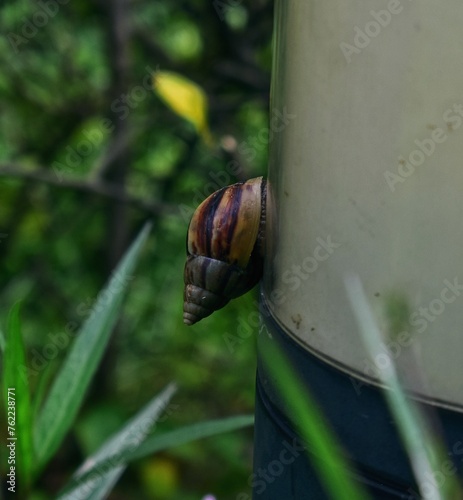 snails stuck to the paralon in the garden photo