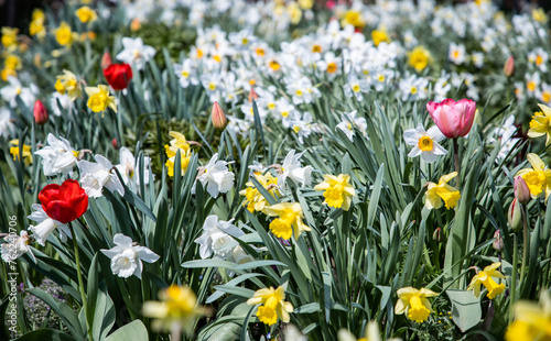 Yellow and white narcissus. Field of flowers. Spring blooming flowers in the garden. Floral background