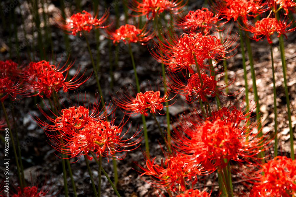 Field of red spider lily in the forest Field of red spider lily in the forest