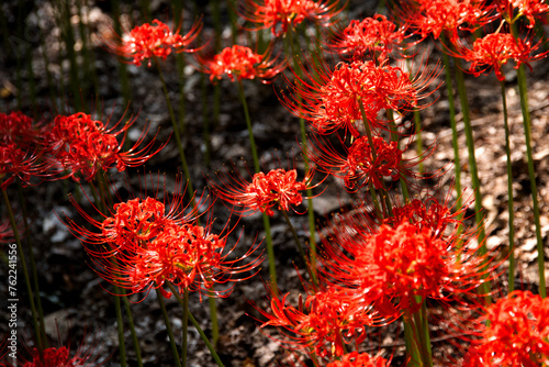 Field of red spider lily in the forest