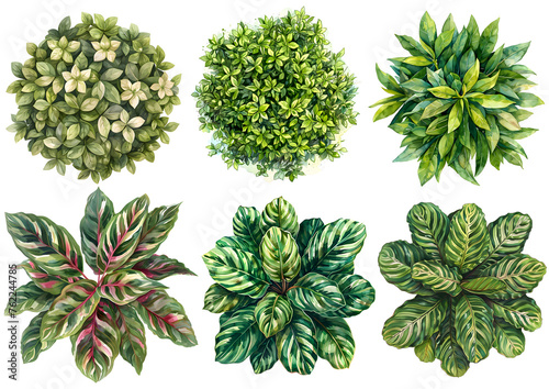 set of home plants, top view, isolated background PNG photo