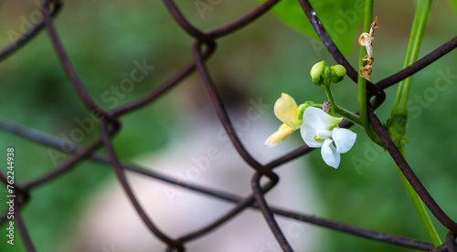 White bean flower blooming outdoors in a vegetable garden in summer