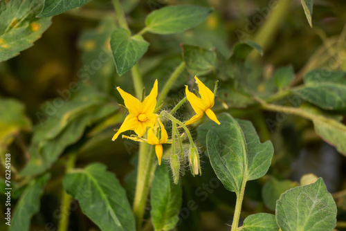 Canvas Print Yellow flower of tomatoes blooming on a garden with green foliage in summer