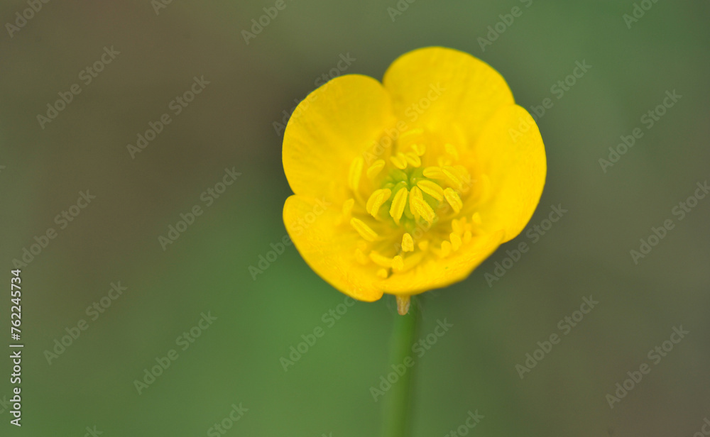 Obraz premium Ranunculus acris in nature