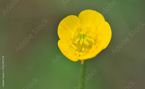  Ranunculus acris in nature photo