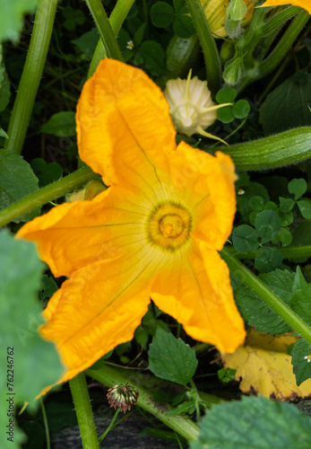 Yellow flower of zucchini with green leaves in the garden in spring