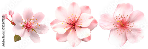 Set of one sakura flower, isolated on transparent background