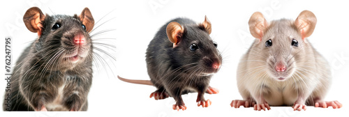 Set of rat isolated on transparent background