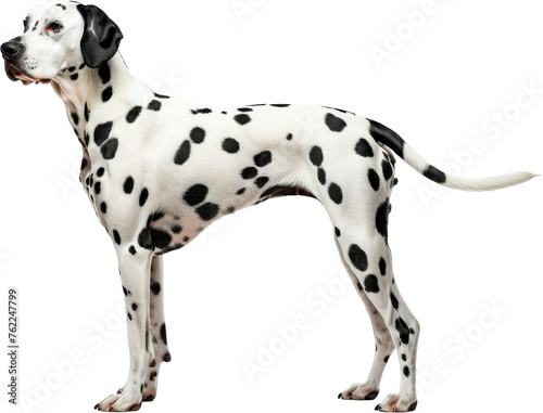Dalmatian Dog Standing - Cut out  Transparent background