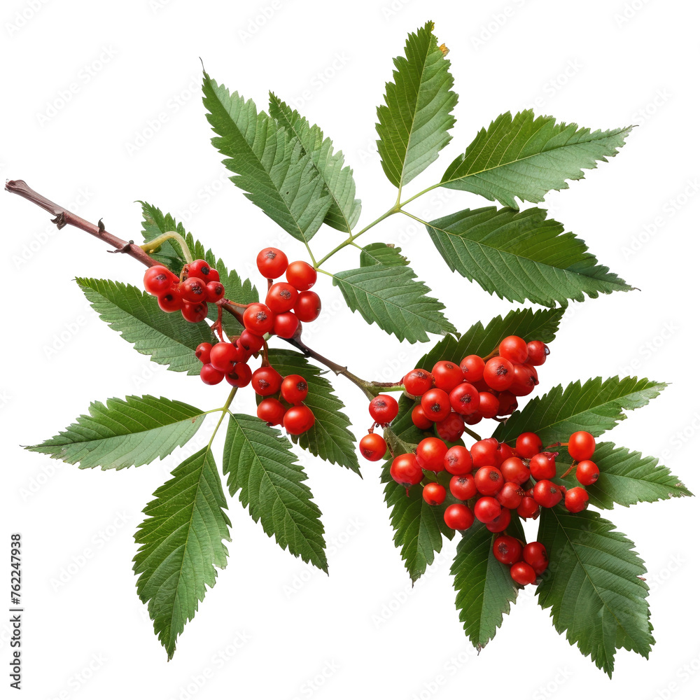 Rowan isolated on transparent background Rowan isolated on transparent background