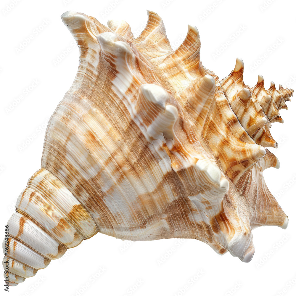 Obraz premium shell isolated on transparent background
