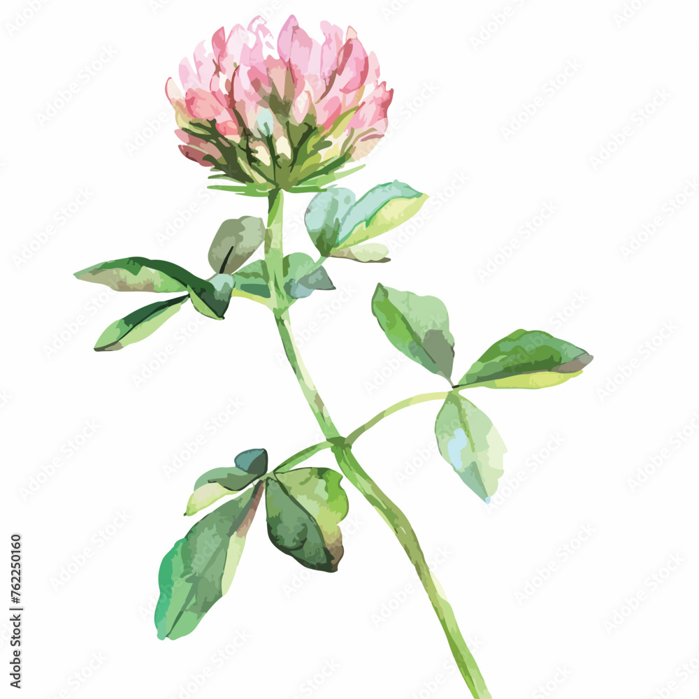 Watercolor Clover Clipart clipart isolated on white background