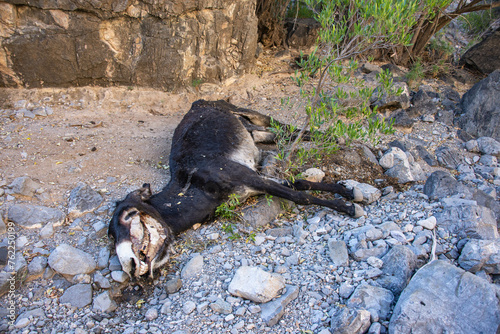 Dead donkey in the Western Hajar Mountains, Misfat Al Abriyeen, Oman photo