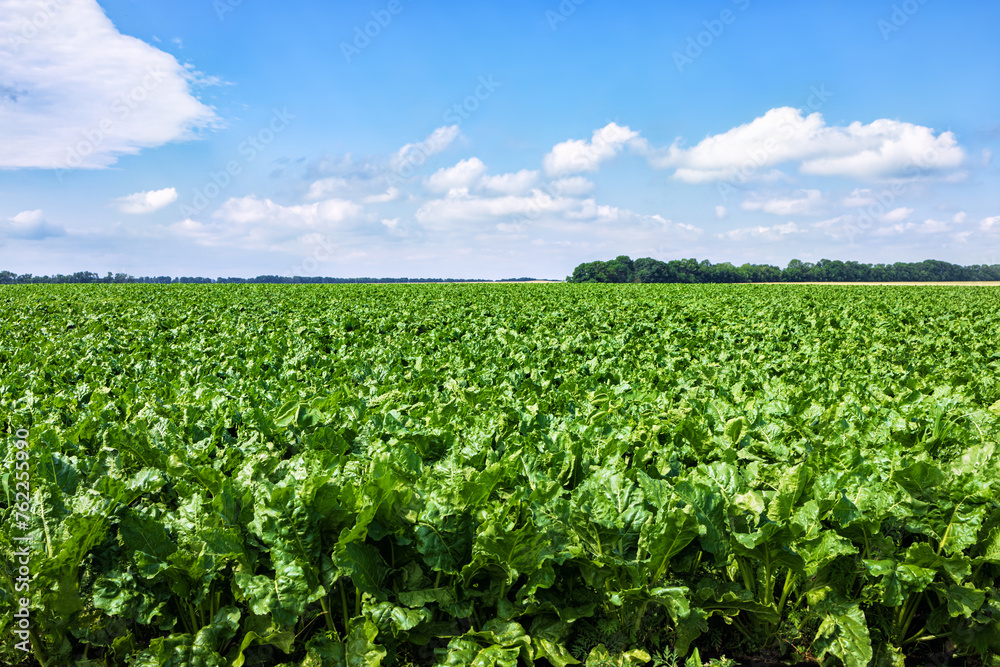 green field of sugar beet with blue sky background