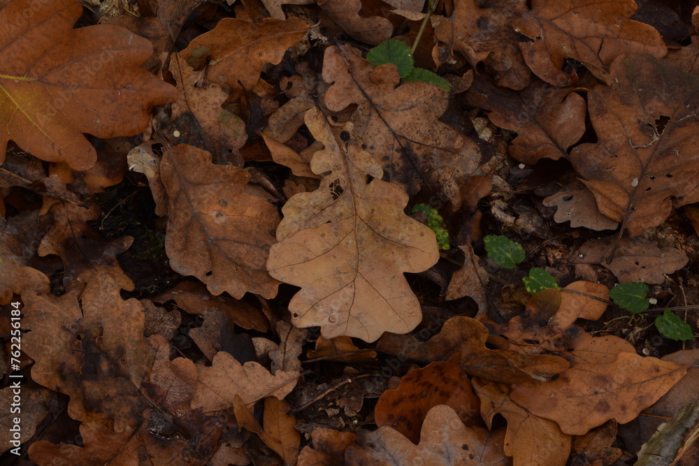 Autumn leaves background, dry brown autumn leaves carpet, leaves fallen from trees in forest, oak leaves,  autumn forest background, bokeh, selective focus.