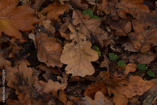 Autumn leaves background, dry brown autumn leaves carpet, leaves fallen from trees in forest, oak leaves, autumn forest background, bokeh, selective focus.