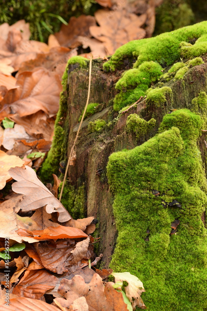 Moss on tree trunk, green forest background, green moss and brown dried leaves, natural forest background. Moss on tree trunk, green forest background, green moss and brown dried leaves, natural forest background.