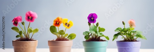Colorful cape daisy flowers in a ceramic flowerpot isolated